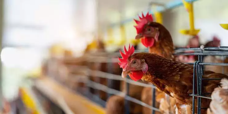 frango-granja