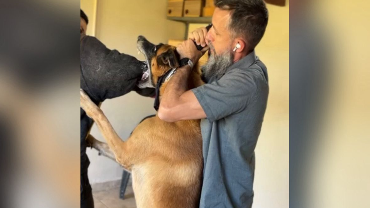 Especialista explica como parar um ataque de pitbull (Foto: Reprodução)