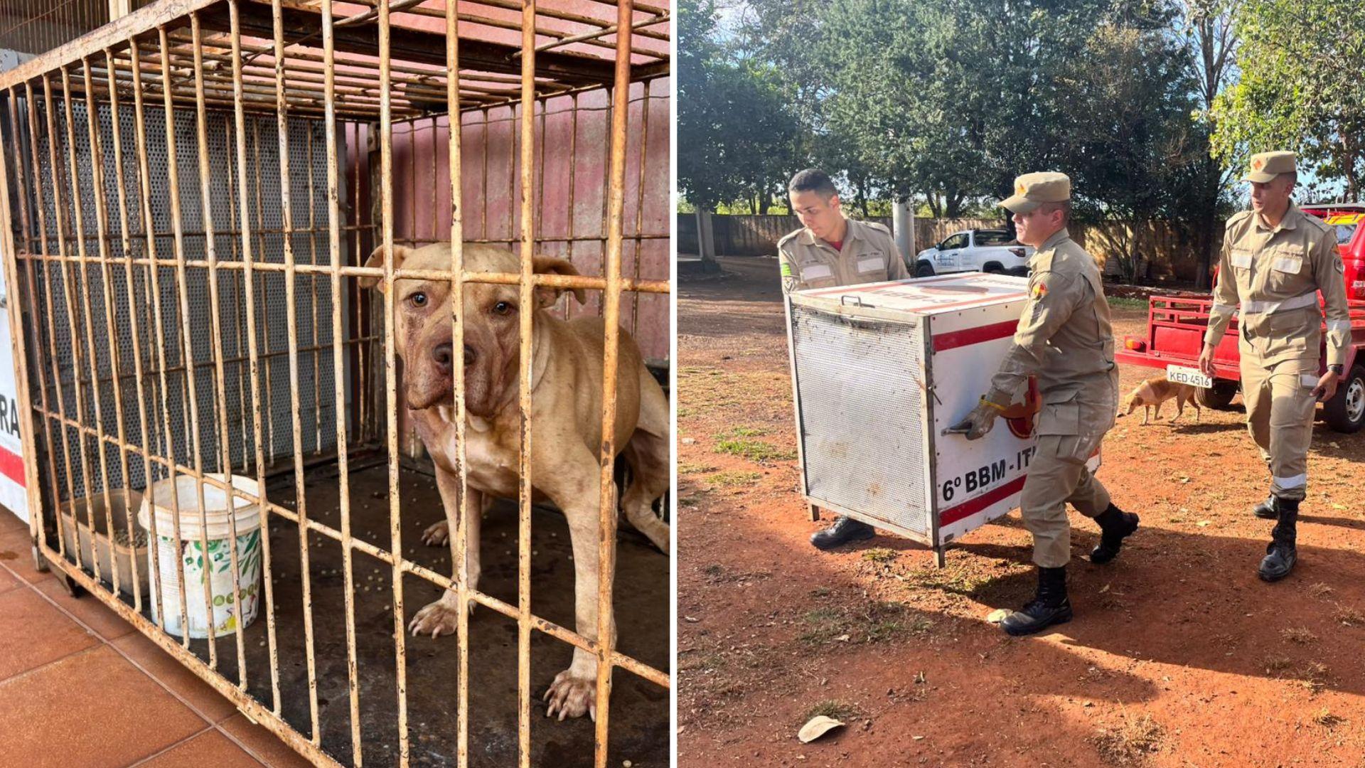 Criança morre após ser atacada por pit bull em Itumbiara | O Popular - Veja mais em: https://opopular.com.br/cidades/crianca-morre-apos-ser-atacada-por-pit-bull-em-itumbiara-1.3283844